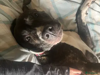 Mixed Breed dogs zola :) - Advert 2