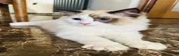 Ragdoll cats for sale:  Tica registered full pedigree ragdolls - Advert 15