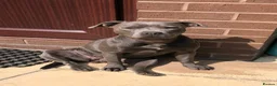 Staffordshire Bull Terrier dogs for sale: 2 Remain KC REG Blue Staff Bull Terrier Puppies - Advert 23