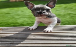 French Bulldog dogs for sale: KC Registered Frenchies ONLY 1 BOY LEFT - Image 39