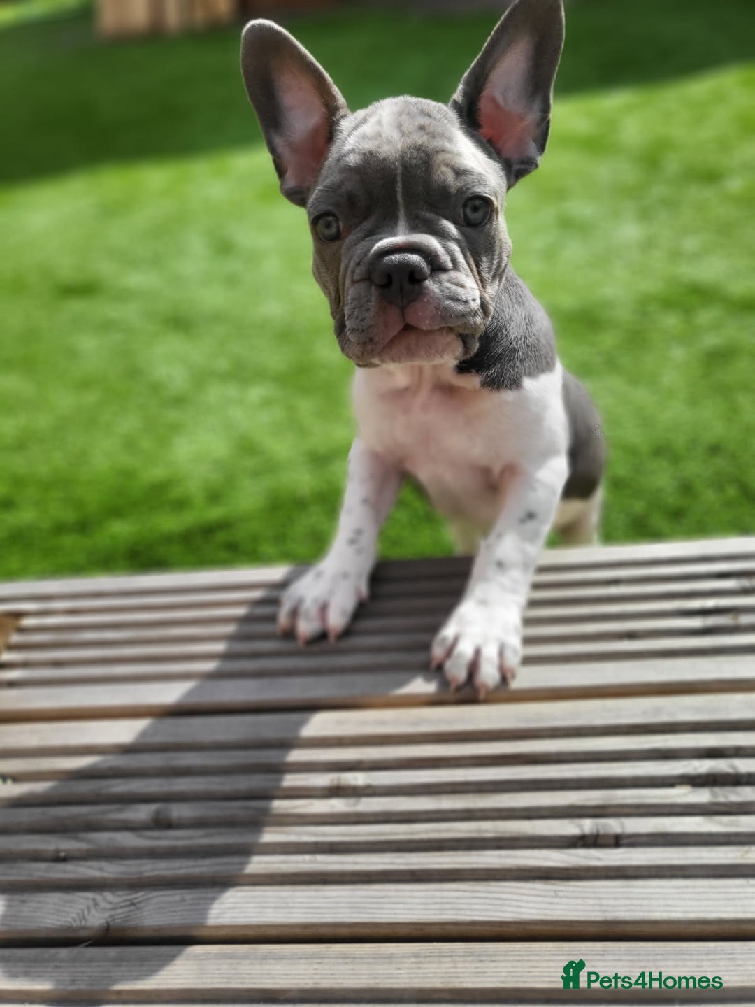 French Bulldog dogs for sale: KC Registered Frenchies ONLY 1 BOY LEFT - Image 39