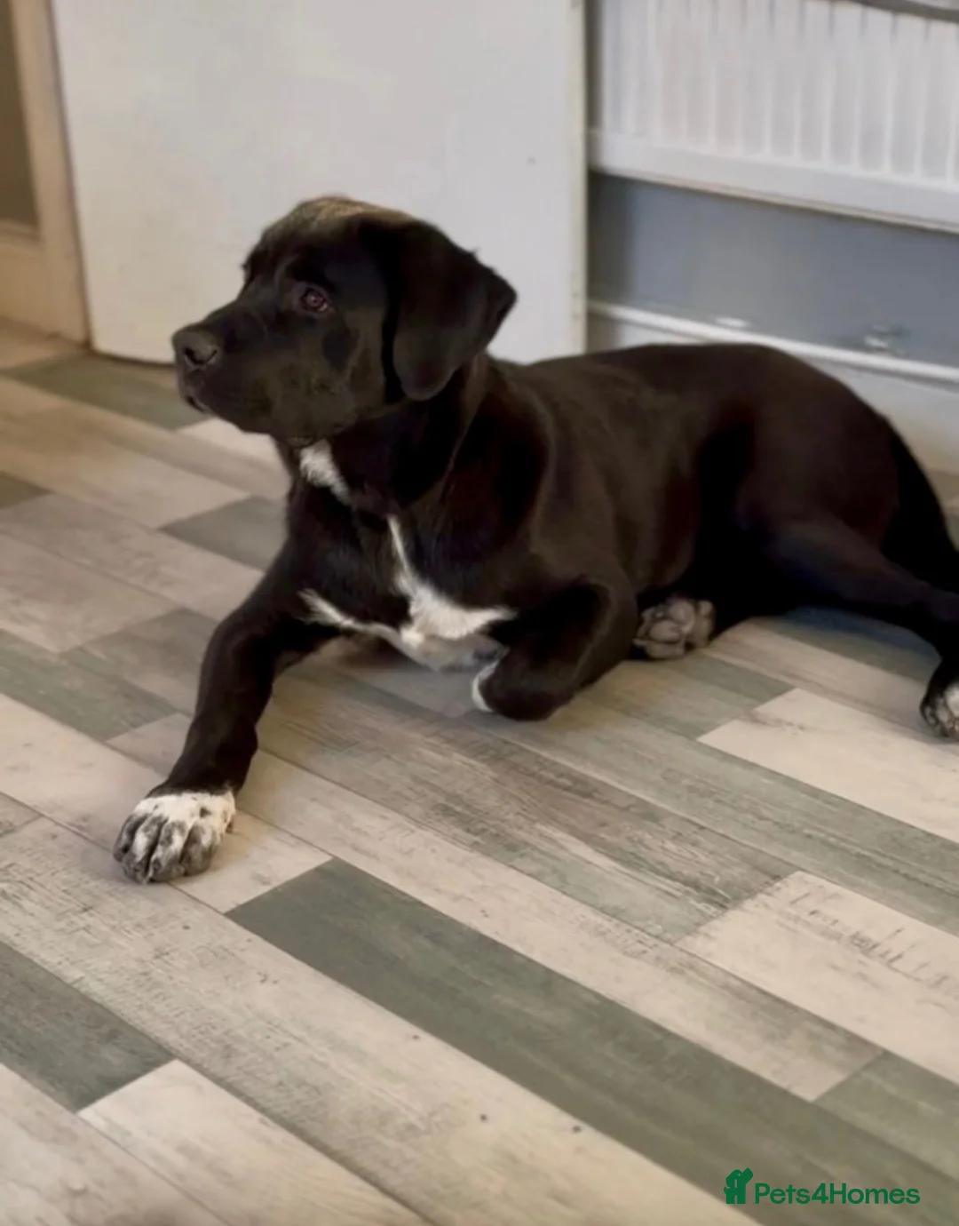 Mixed Breed dogs for sale: Cane corso x Caucasian Shepard  - Advert 2