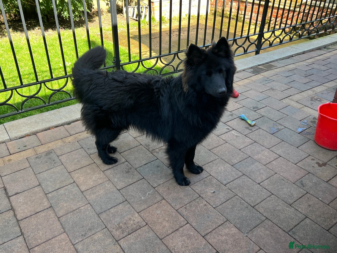 Samoyed dogs for stud: Samoyed (Cross) Available at Stud  - Image 2