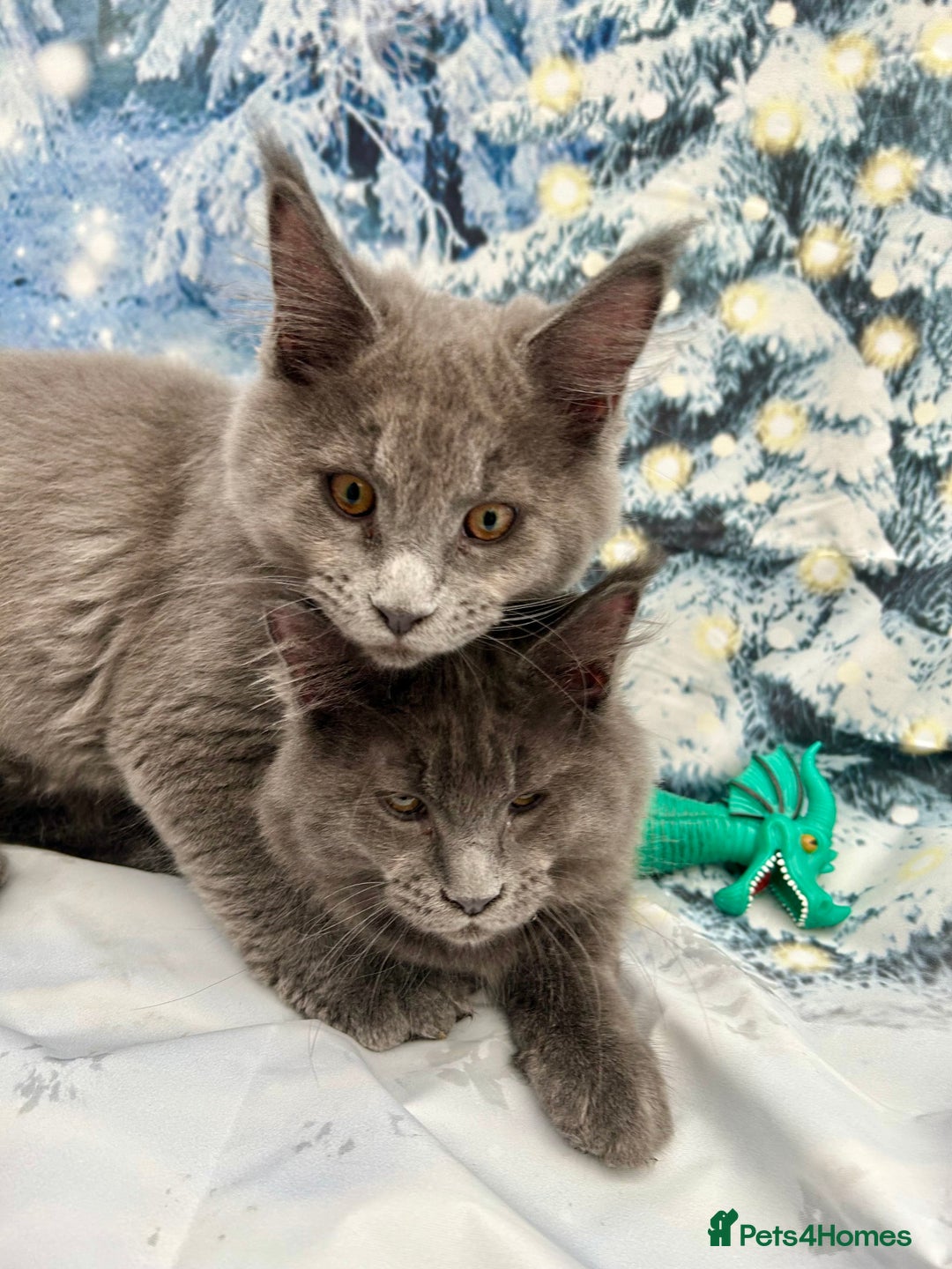 Maine Coon cats for sale: ❤️ Ready to go . GCCF Mainecoon kittens available  - Advert 18