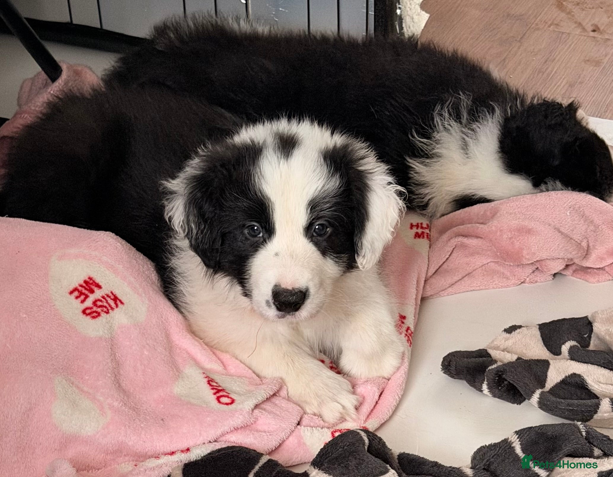 Border Collie dogs International champion show line, only 2 left - Advert 13