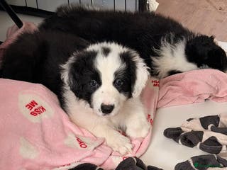 Border Collie dogs International champion show line, only 2 left - Advert 13