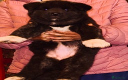Akita dogs for sale: Chunky healthy big Akita puppies - Image 1