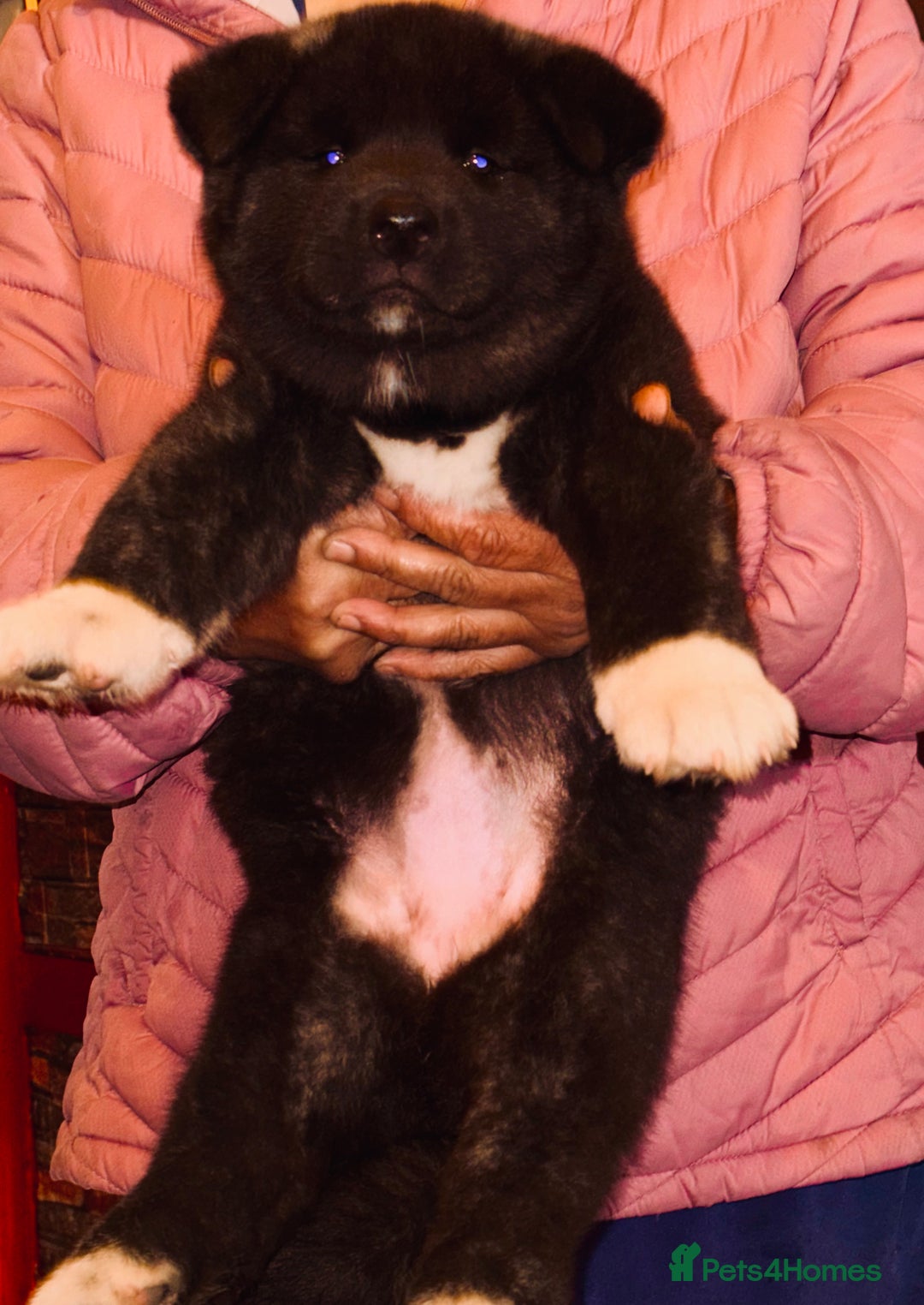 Akita dogs for sale: Chunky healthy big Akita puppies - Image 1