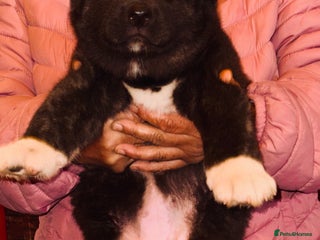 Akita dogs - Advert 36