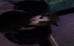 Mixed Breed cats for sale: SUPER CUTE KITTENS FOR SALE - Image 3
