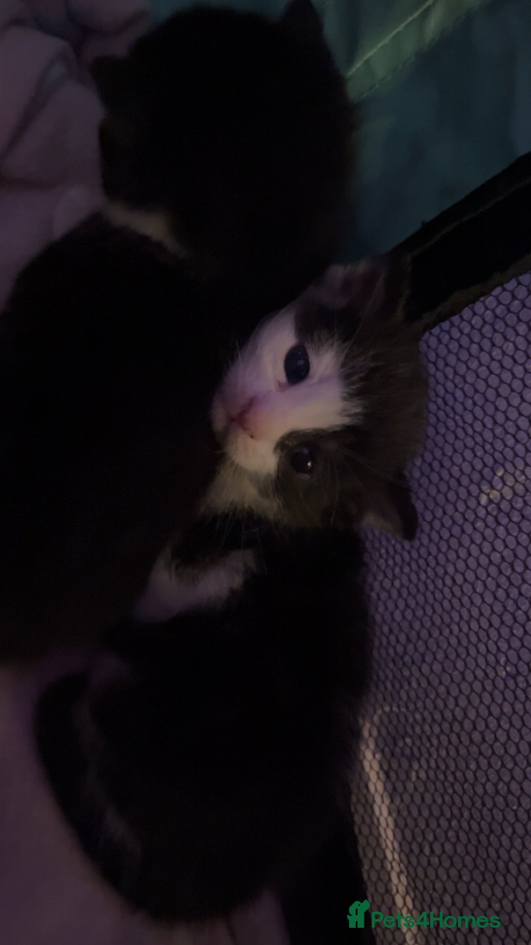 Mixed Breed cats for sale: SUPER CUTE KITTENS FOR SALE - Image 3