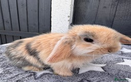 Mini Lop rabbits for sale: Pure bred mini lop bunnies  - Image 4