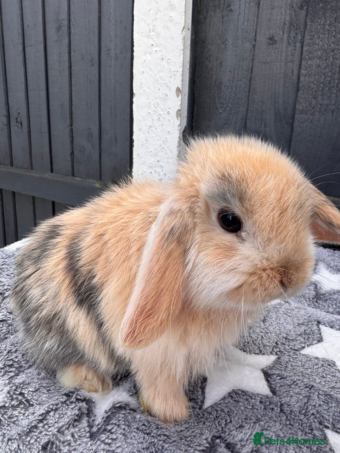 Mini Lop rabbits for sale: Pure bred mini lop bunnies  - Image 4