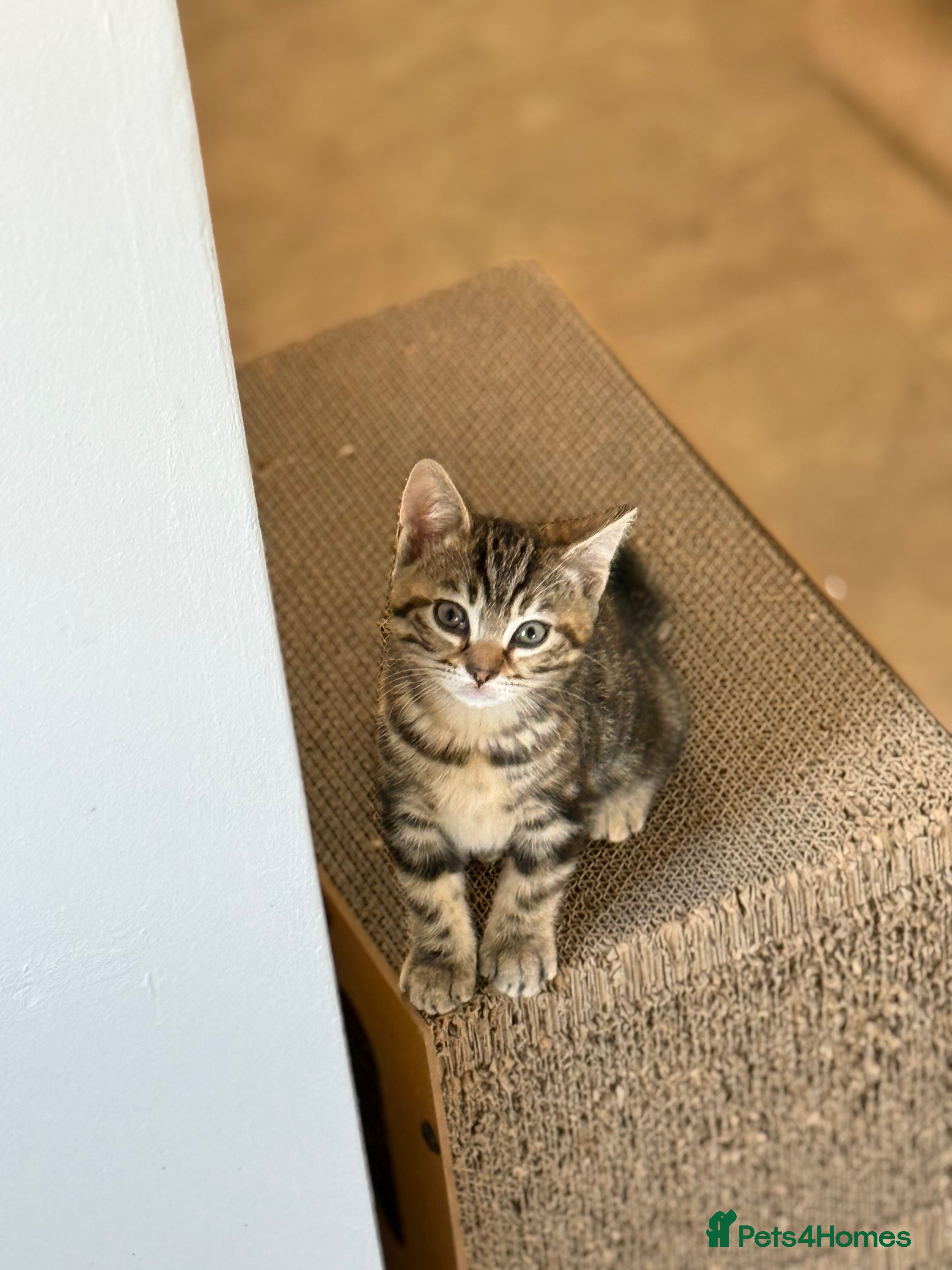 British Shorthair cats Unusual kittens  - Advert 1