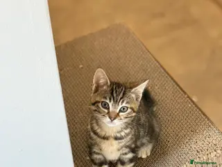 British Shorthair cats Unusual kittens - Advert 1