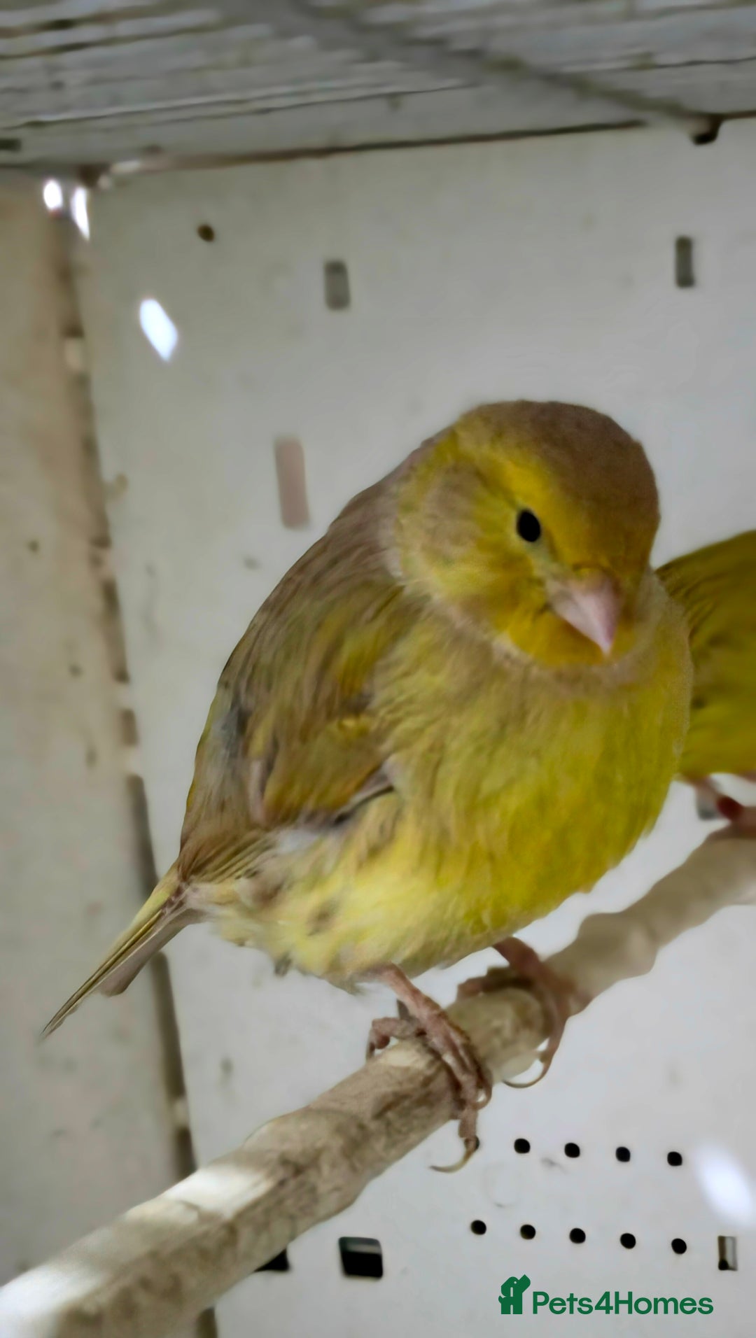 Canaries birds for sale: Canaries  - Advert 19