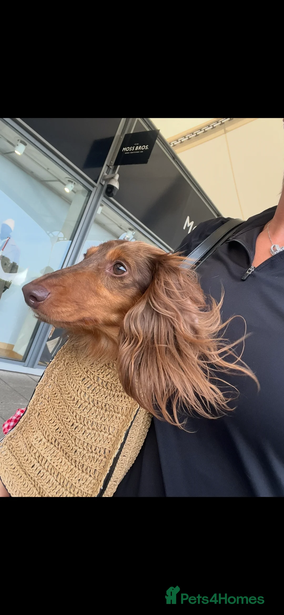 Miniature Dachshund dogs for sale: MINIATURE LONGHAIRED DACHSHUND KC REGISTERED BOYS  - Advert 11