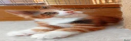 Maine Coon cats for sale: Stunning Female Maine Coon Kitten in Nantwich - Advert 4