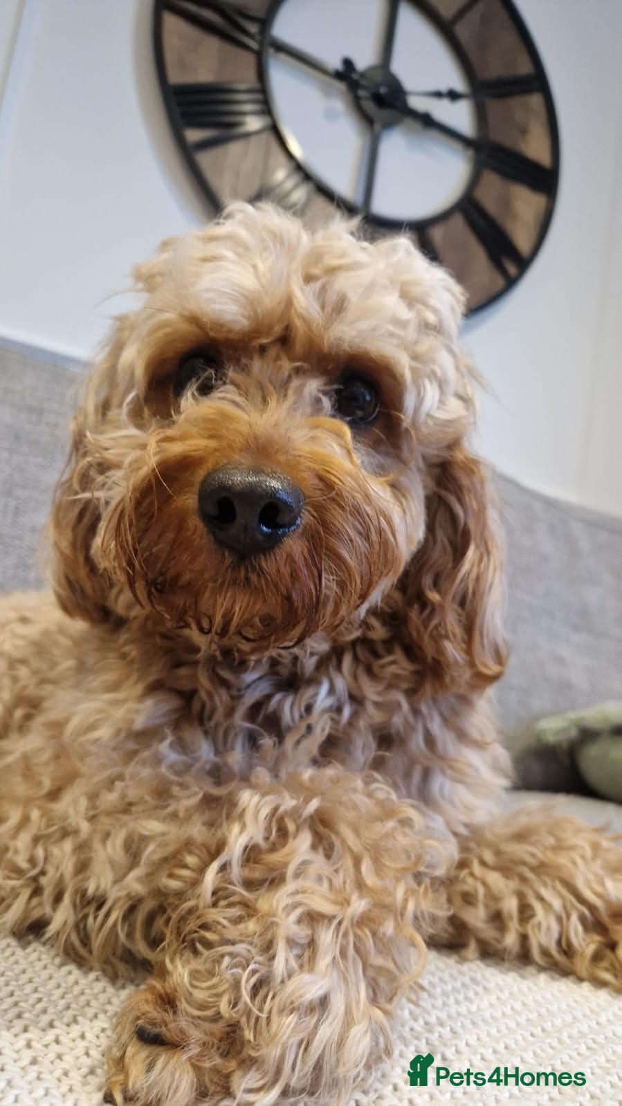 Cavapoo dogs Monty the Cavapoo  - Advert 1