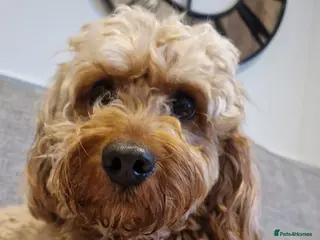 Cavapoo dogs Monty the Cavapoo - Advert 1