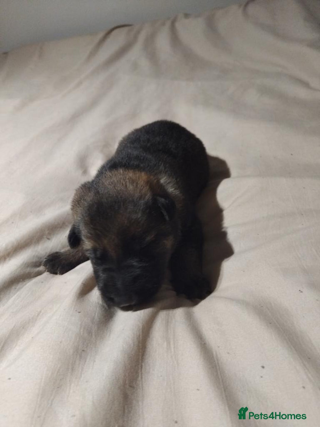 German Shepherd dogs for sale: German shepherd puppy’s kennel club registered  - Advert 21