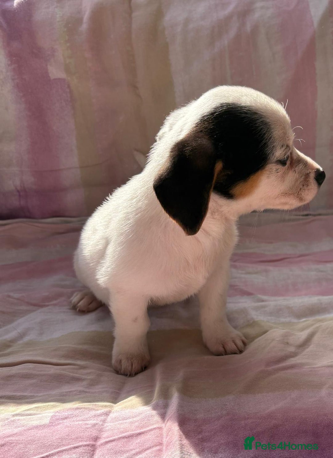 Chihuahua dogs for sale: Chihuahua cross King Charles  - Image 11
