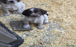 Cocker Spaniel dogs for sale: Kc registered mixed litter - Image 2