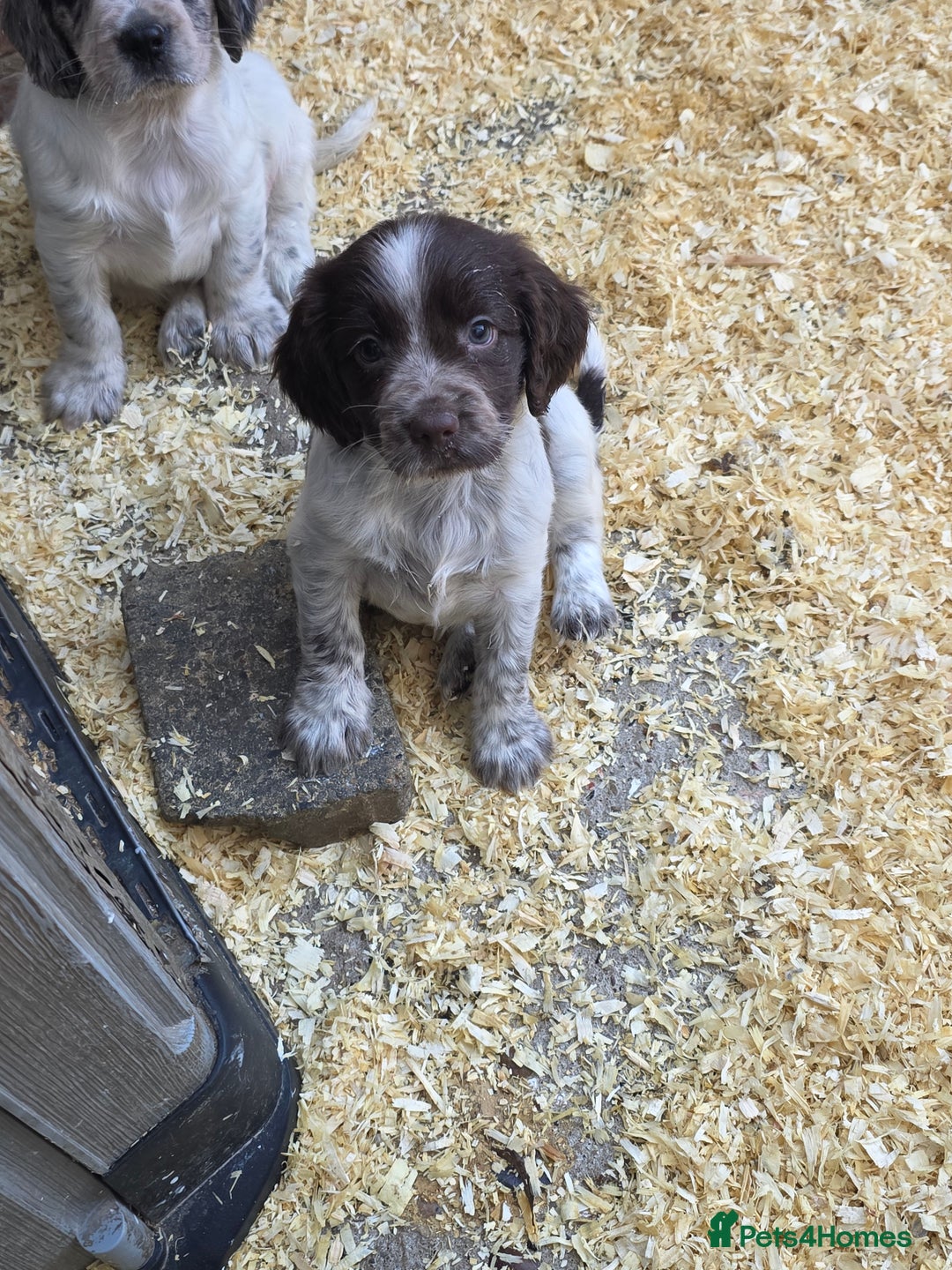 Cocker Spaniel dogs for sale: Kc registered mixed litter - Image 2