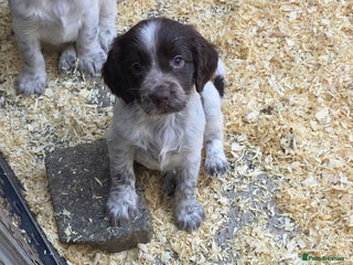 Cocker Spaniel dogs - Advert 35