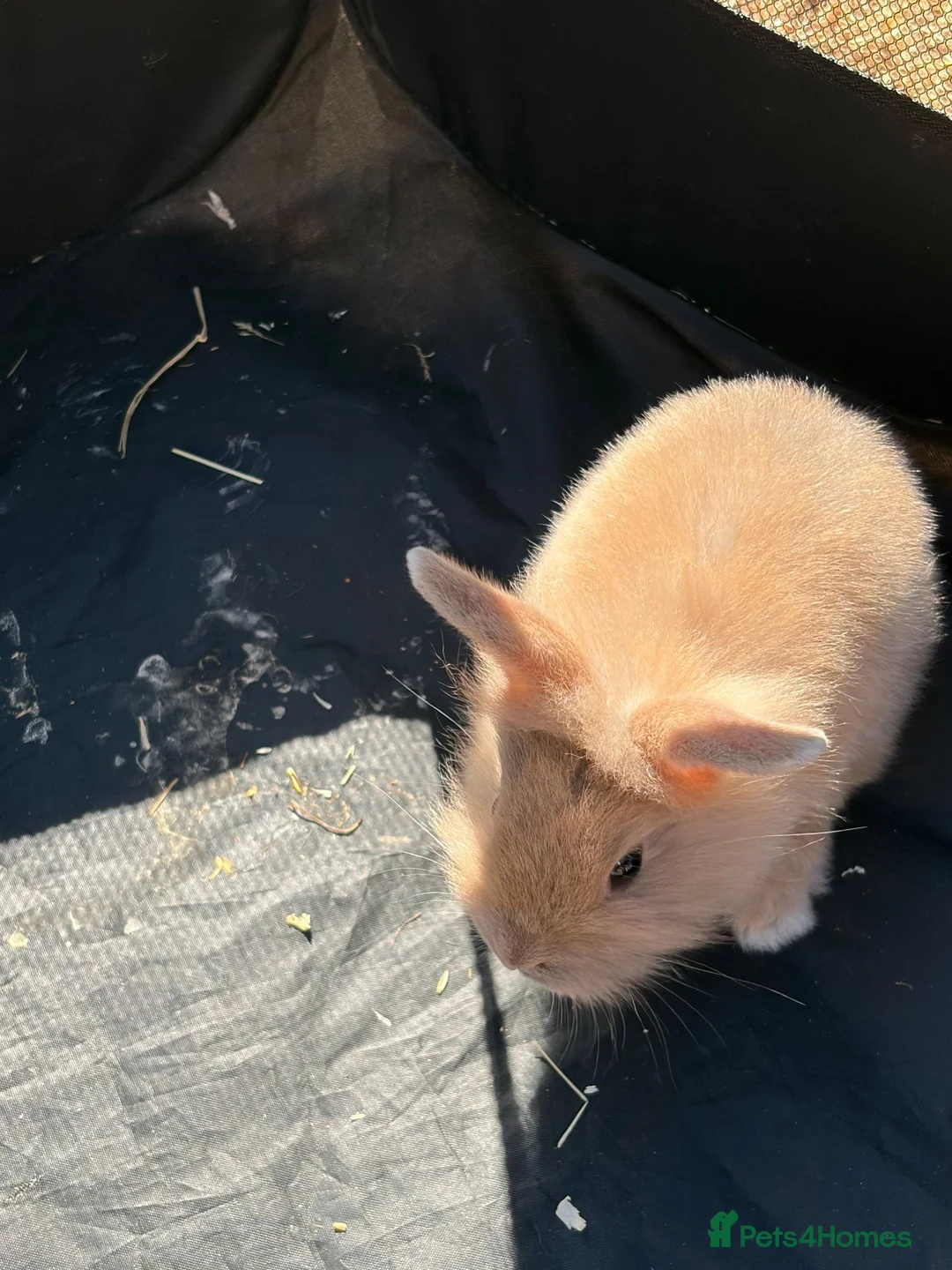 Mixed Breed rabbits for sale: mixed breed lionhead/netherland dwarf bunnies  in King's Lynn - Advert 2