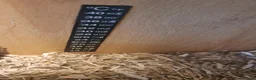 Corn Snake reptiles for sale: Corn snake with vivvarium in Ivybridge - Advert 11