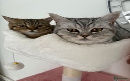 British Shorthair cats for sale: PERSIAN CHINCHILLA/BRITISH SHORTHAIR - Image 5