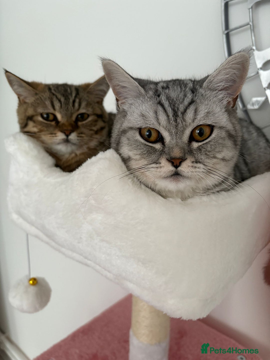 British Shorthair cats for sale: PERSIAN CHINCHILLA/BRITISH SHORTHAIR - Image 5