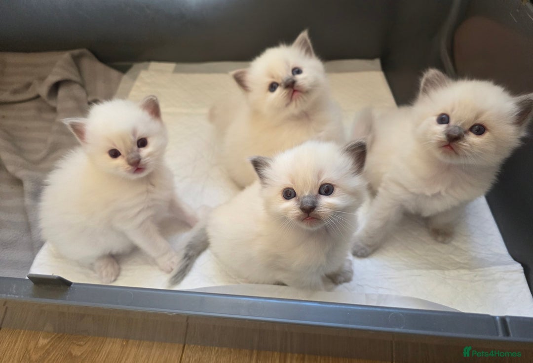 Ragdoll cats for sale: Bluepoint Ragdoll kittens due August 2025!  - Image 5