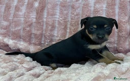 Jack Russell dogs for sale: Quality litter of beautiful Jack Russell puppies  - Image 22