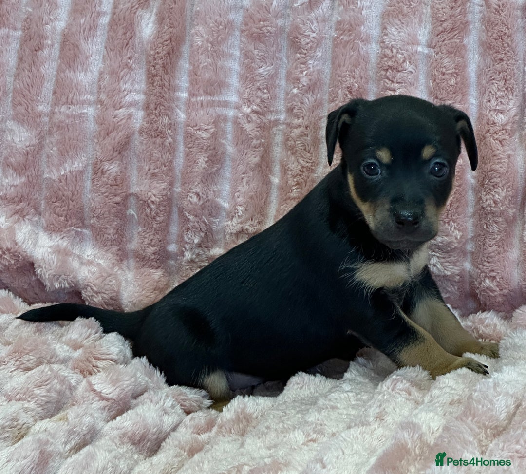 Jack Russell dogs for sale: Quality litter of beautiful Jack Russell puppies  - Image 22