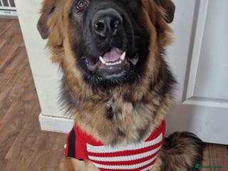 Mixed Breed dogs Bear looking for a new home - Advert 1