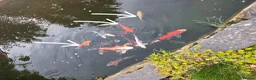 Koi Carp fish for sale: Koi carp  - Advert 7