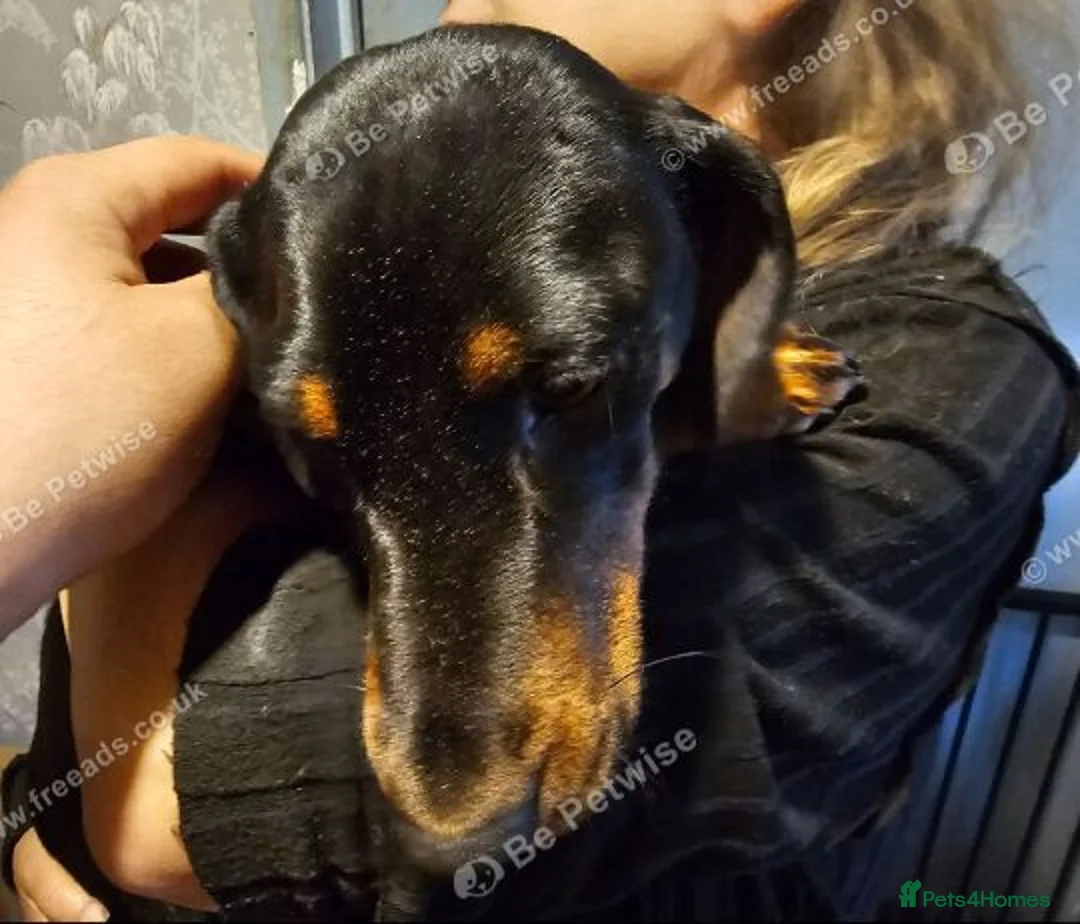 Jackshund dogs for sale: Dachshund x Jack  - Advert 1