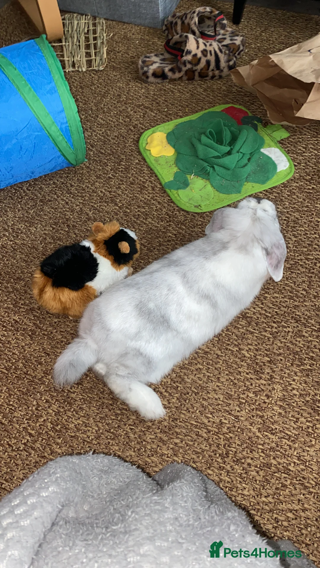 Mini Lop rabbits for sale: Adorable free roam indoor female rabbit - Advert 8