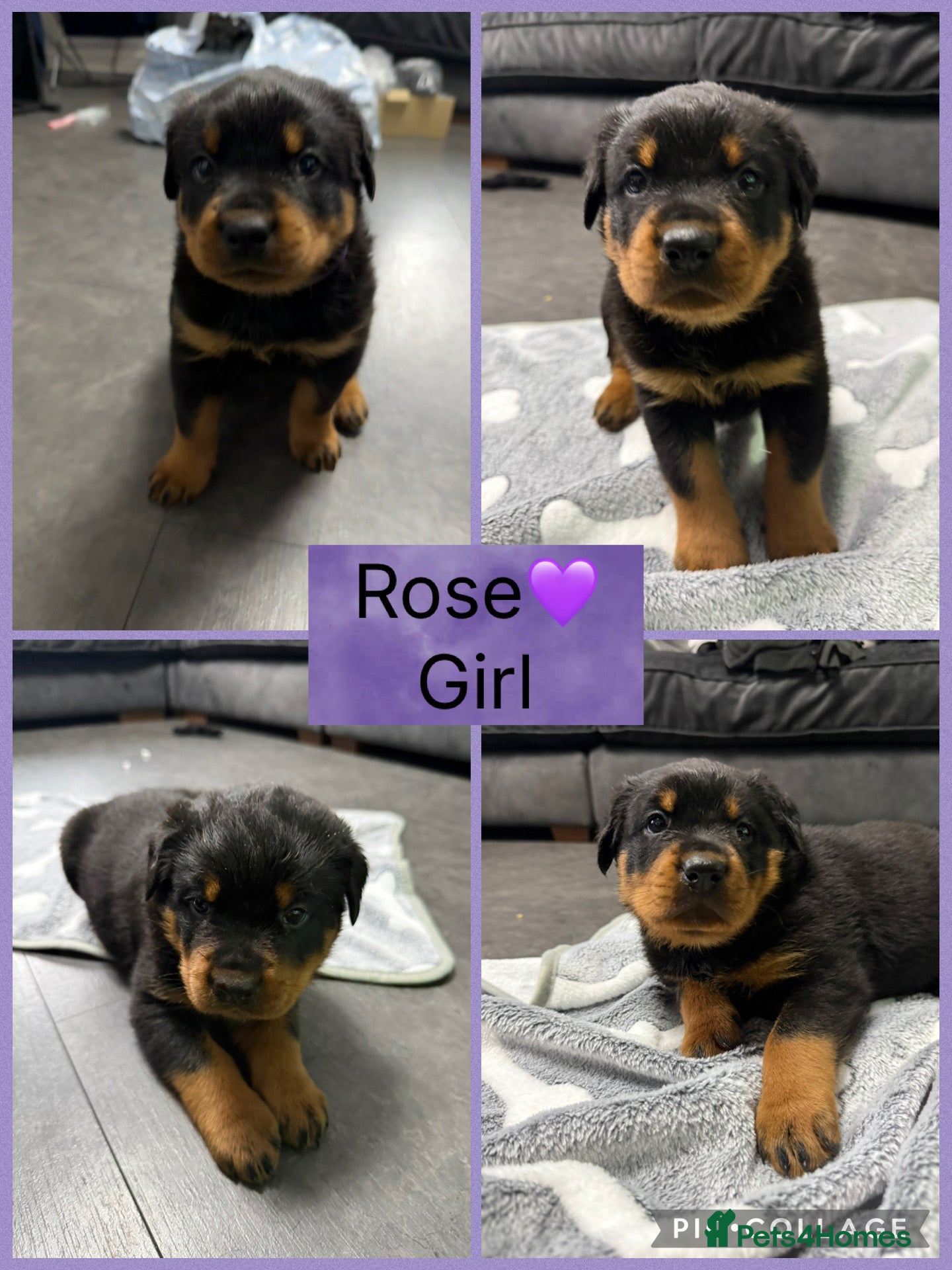 Rottweiler dogs CHUNKY PURE BRED ROTTWEILERS  - Advert 1
