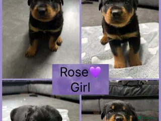 Rottweiler dogs CHUNKY PURE BRED ROTTWEILERS - Advert 1