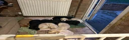 Labrador Retriever dogs for sale: Stunning Labrador puppies for sale - Advert 10
