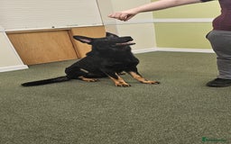 German Shepherd dogs for stud: King Shere khan von shepear at stud in Bedford - Image 3
