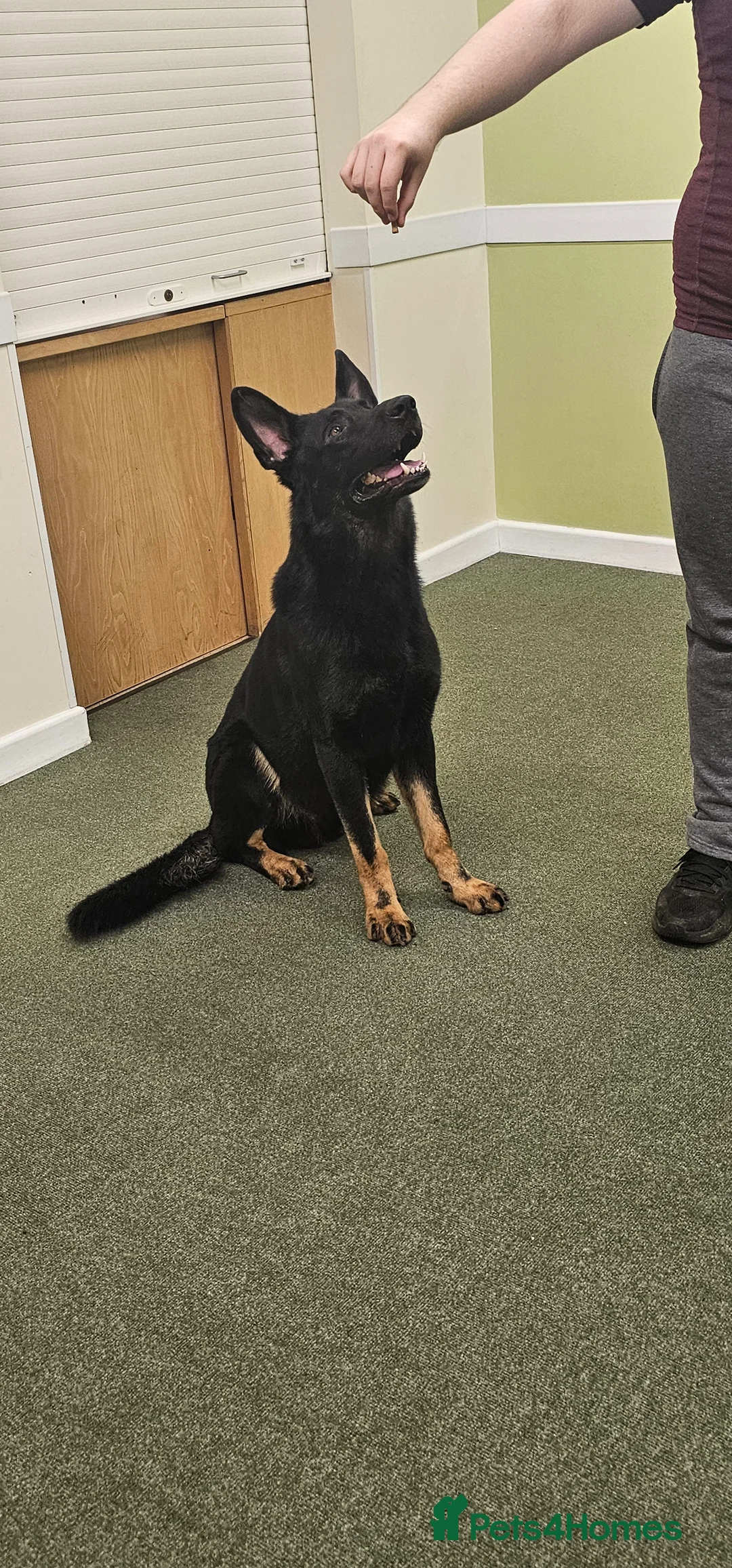 German Shepherd dogs for stud: King Shere khan von shepear at stud in Bedford - Advert 2