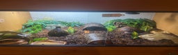Lizard reptiles for sale: African fat tail gecko + full setup  - Advert 5