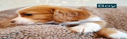 Cocker Spaniel dogs for sale: Beautiful litter of 7 Pedigree Cocker Spaniels in Doncaster - Advert 20