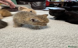 British Shorthair cats for sale: Stunning British Short Hair kittens for sale - Image 11