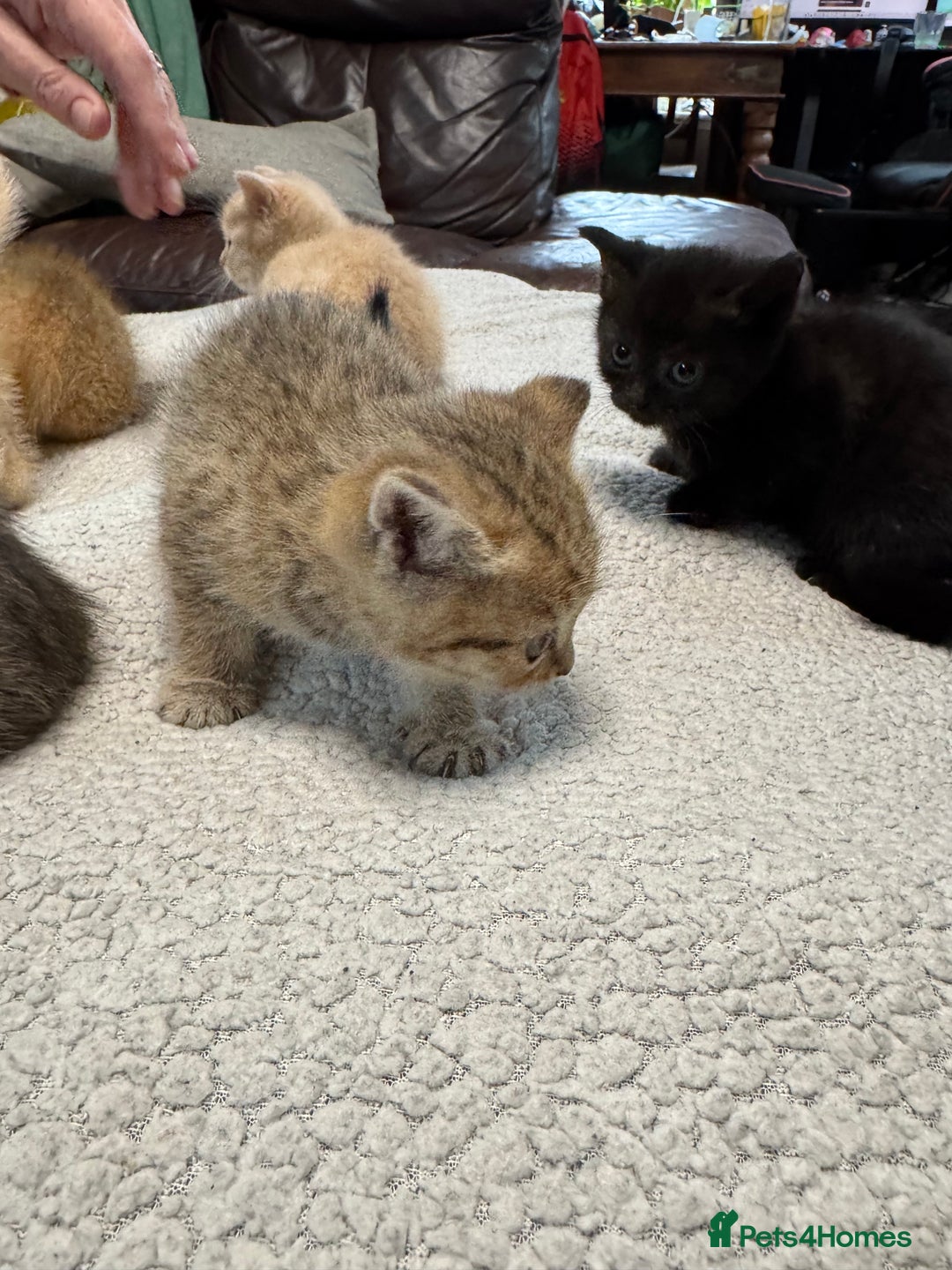 British Shorthair cats for sale: Stunning British Short Hair kittens for sale - Image 11