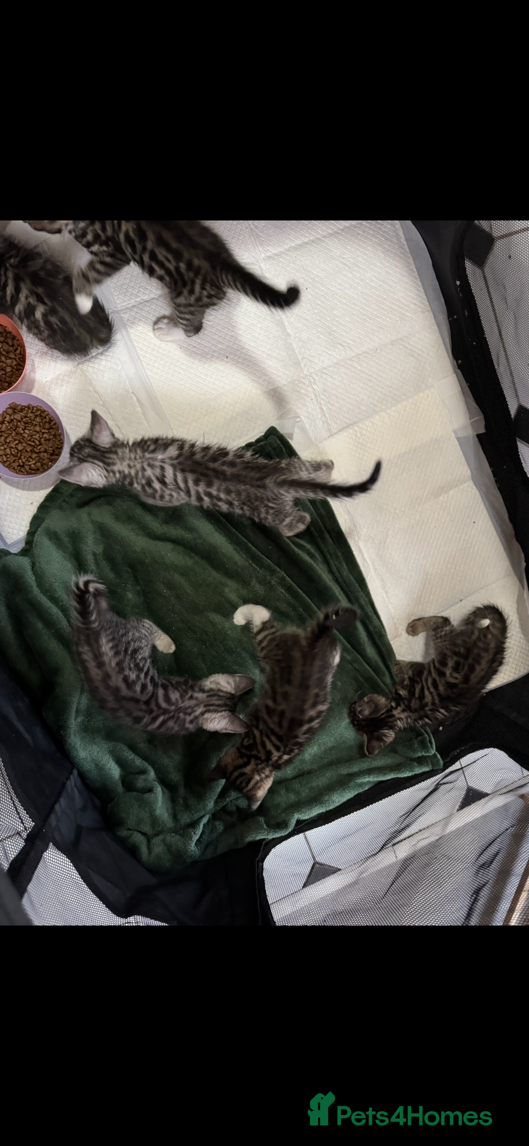 Mixed Breed cats for sale: Maine coon cross Bengal kittens ready now  - Image 4